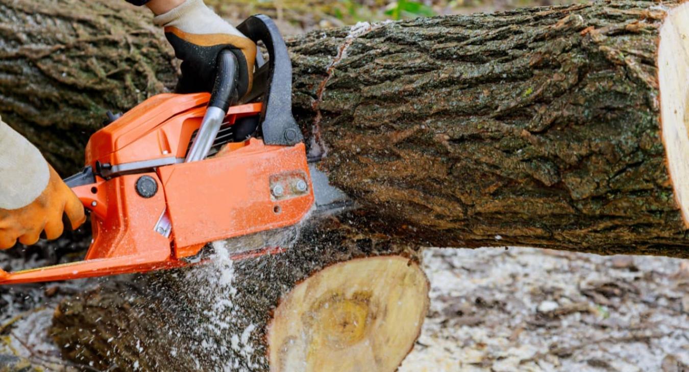 Élagage 76 Seine-Maritime