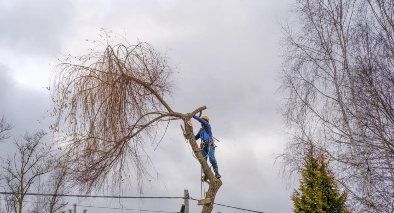 Élagage 76 Seine-Maritime